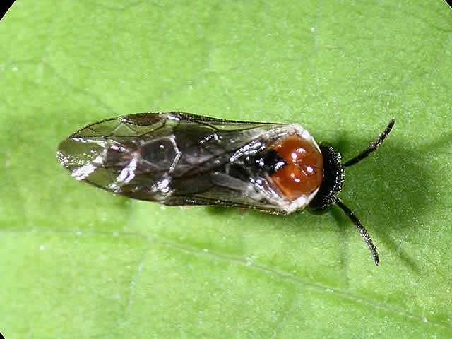 Hawthorn Leafminer